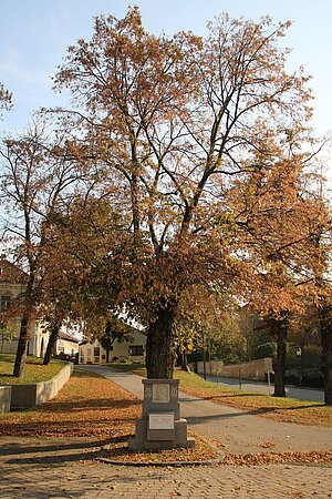 Ebenthal, Schubertlinde und Schubert-Denkmal