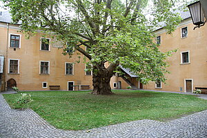 Mautern an der Donau, Schloss Mautern mit Linde im Hof